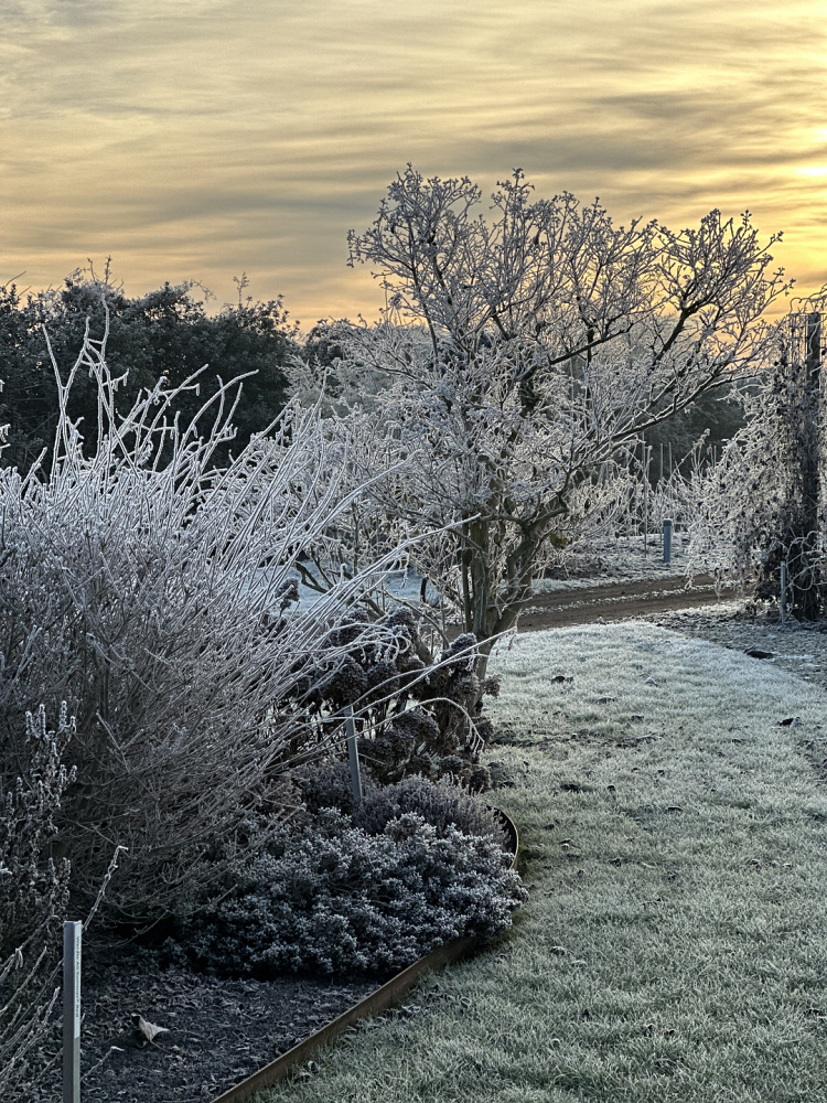 valkplant showtuin winter 5