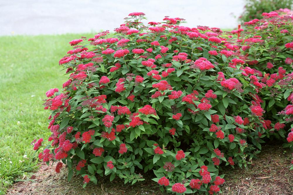 spiraea jap. double play red smnsjmfr 6 roder proven winners 