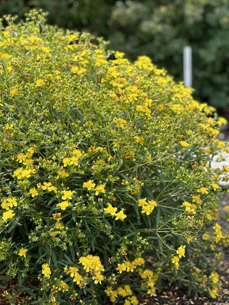 hypericum kalm. sunny boulevard deppe 11 proven winners 
