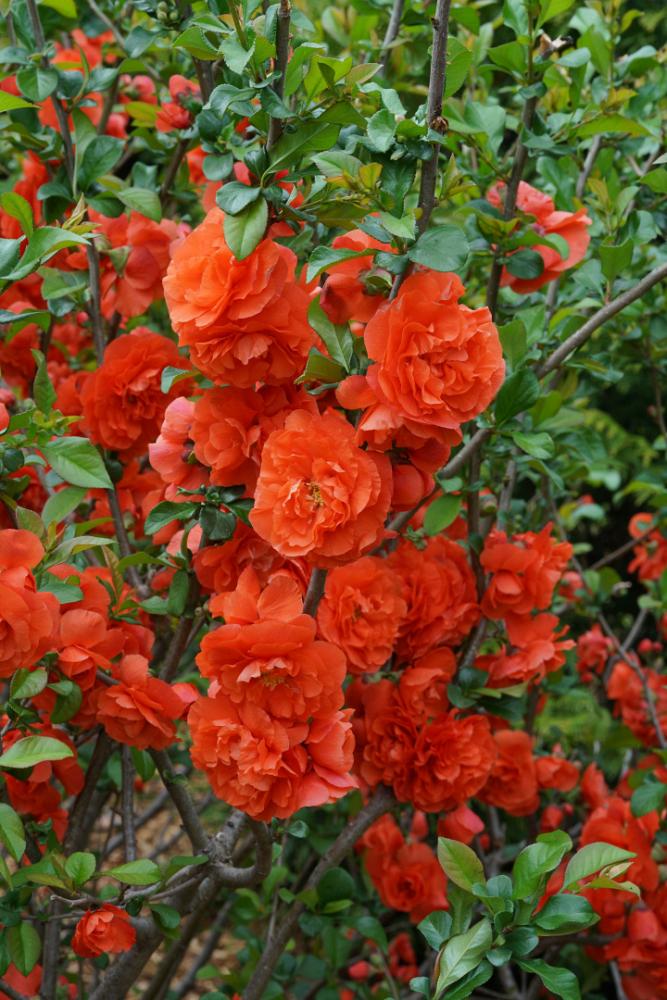 chaenomeles spec. orange storm 7 proven winners 