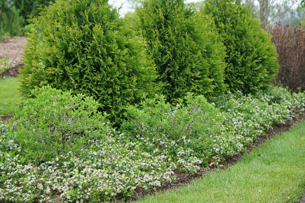 aronia mel. revontuli spreader uconnam012 1 proven winners garden
