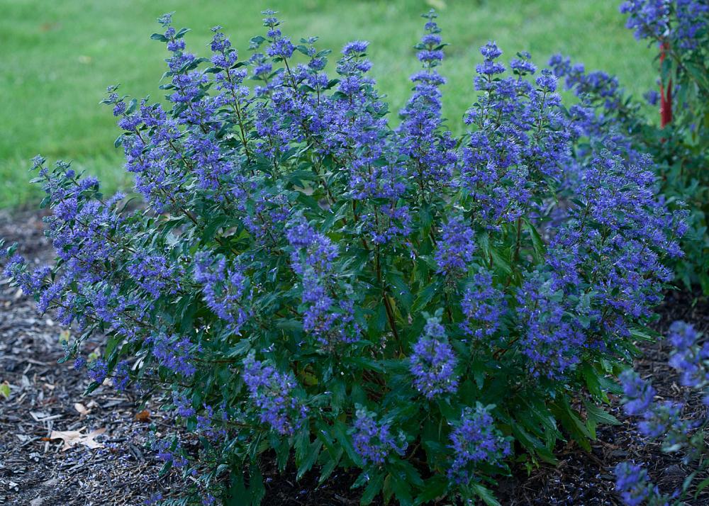 caryopteris x clan. beyond midnight ct 9 12 1e proven winners 
