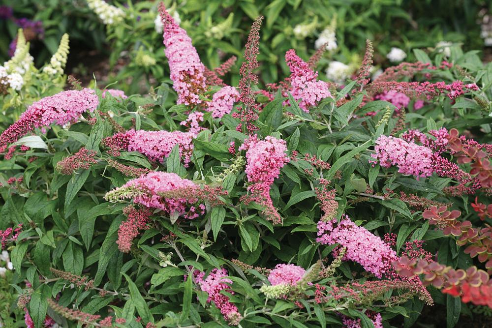 buddleja rocketstar flamingo smnbdpt 4 proven winners 
