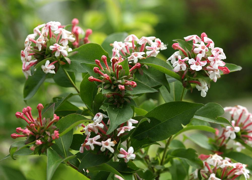 abelia mos. sweet emotion smnamds 2 proven winners flower foliage
