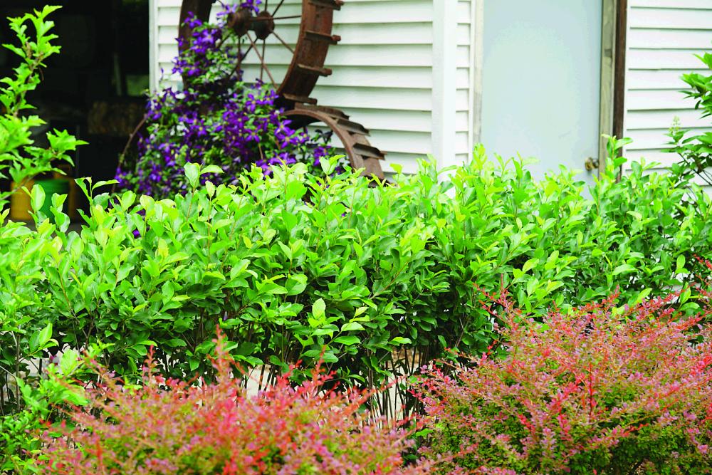 aronia mel. revontuli hedger uconnam166 4 proven winners garden