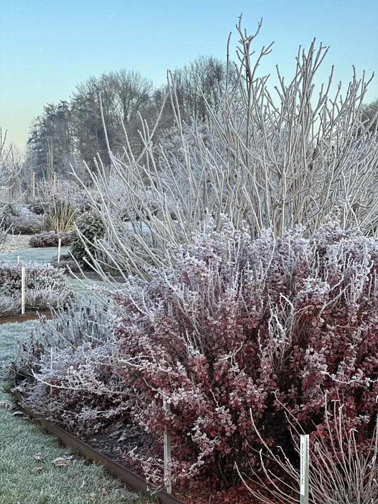 valkplant showtuin winter 4