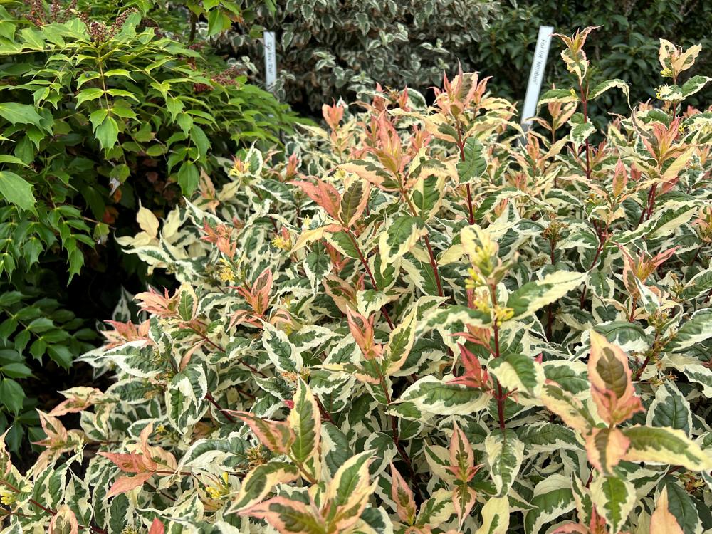 diervilla x. kodiak mixx g2x88544var 8 proven winners 