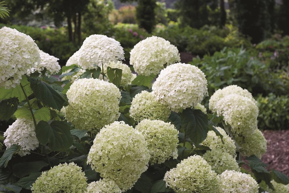 hydrangea arb. strong annabelle abetwo 4e proven winners 
