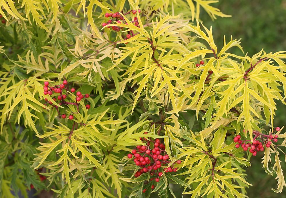 sambucus rac. lemony lace smnsrd4 7 cut out proven winners 