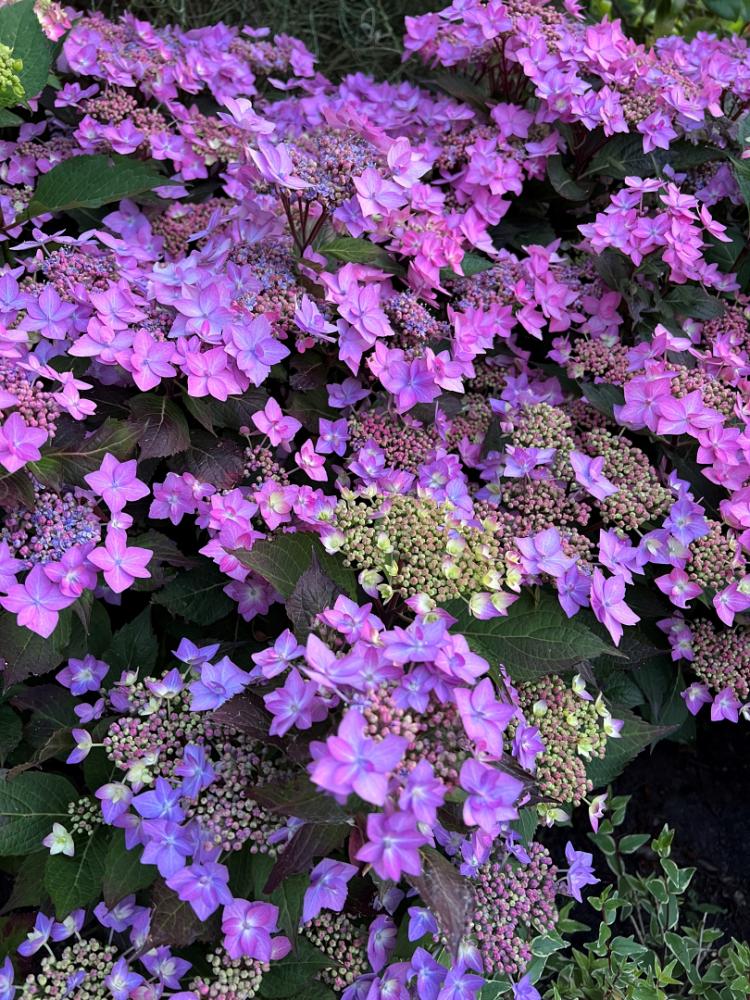hydrangea serr. ff frozen smoothie smnhsi 11 pw 