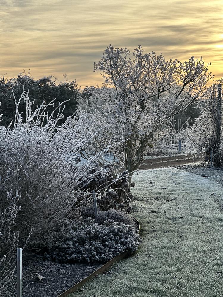 valkplant showtuin winter 5