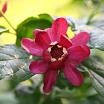 Aphrodite L