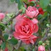 Pink Storm L