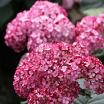 Ruby Annabelle<sup>®</sup> L
