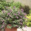 Purple Chip L