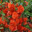 Orange Storm L