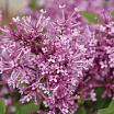 Bloomerang<sup>®</sup> Tiny Purple L