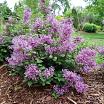 Bloomerang<sup>®</sup> Tiny Purple L