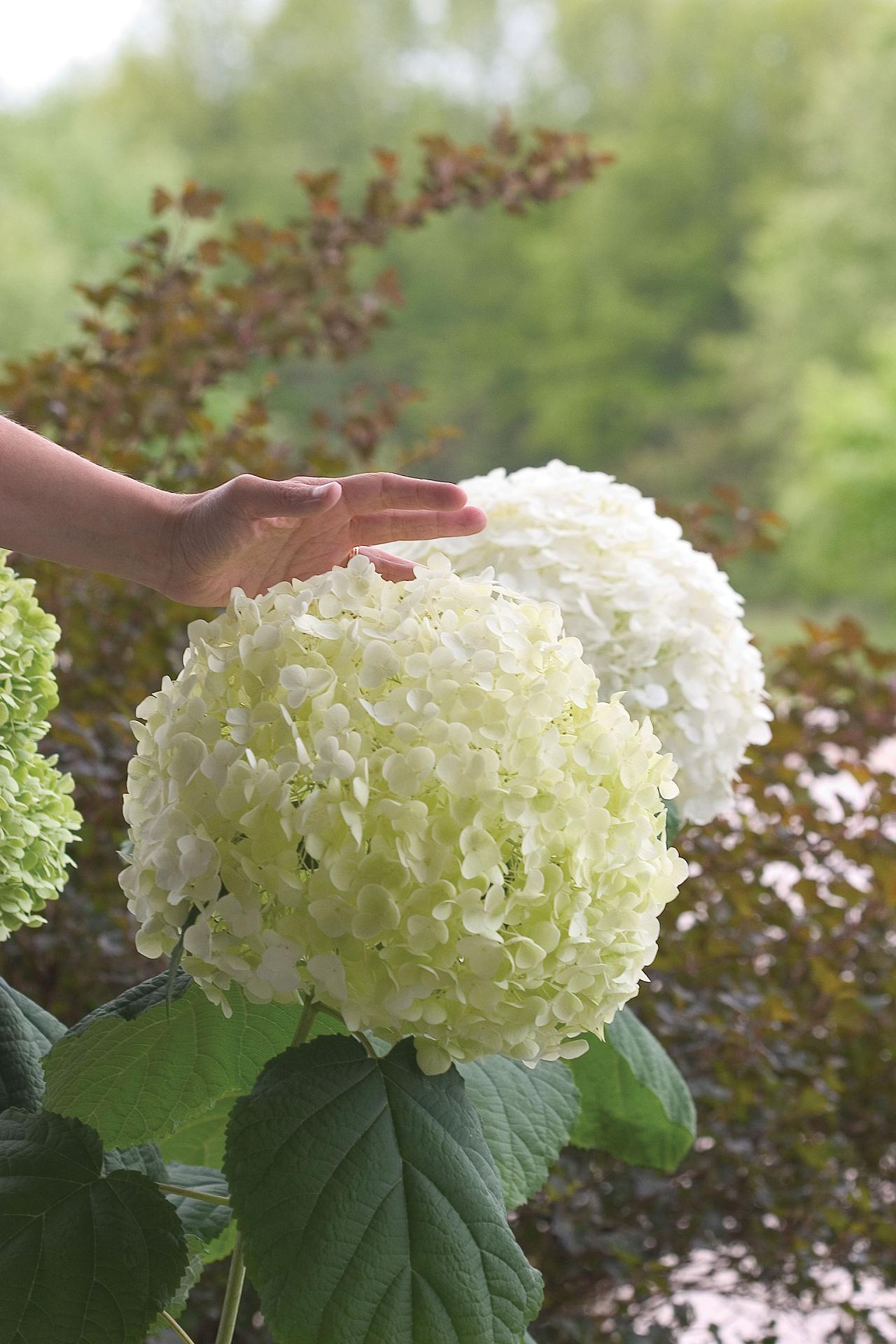 hydrangea arb. strong annabelle abetwo 1 2e proven winners .jpg?1755178995&focus=45.88 54