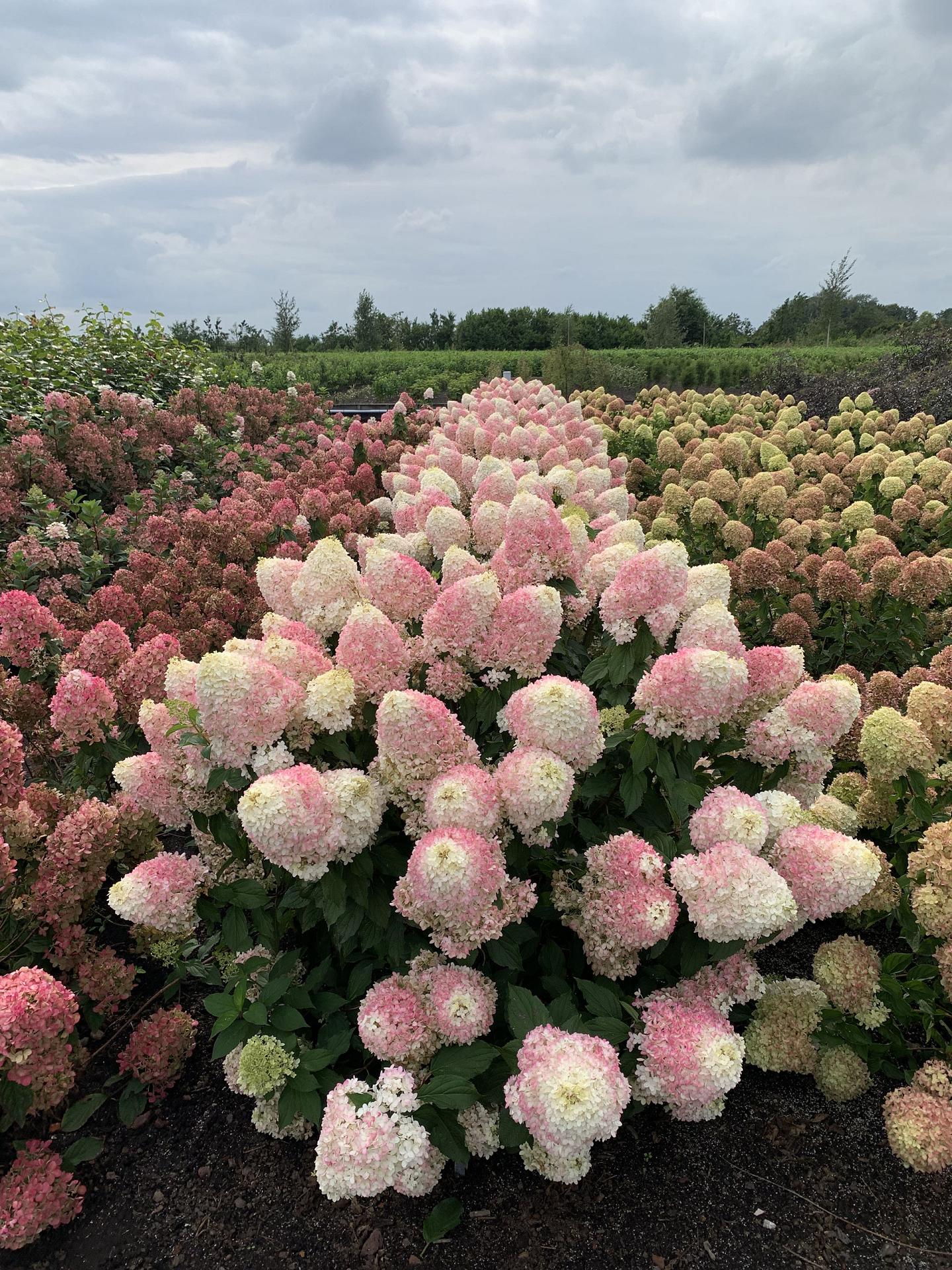 hydrangea pan. pinkachu smhppinka 5 proven winners