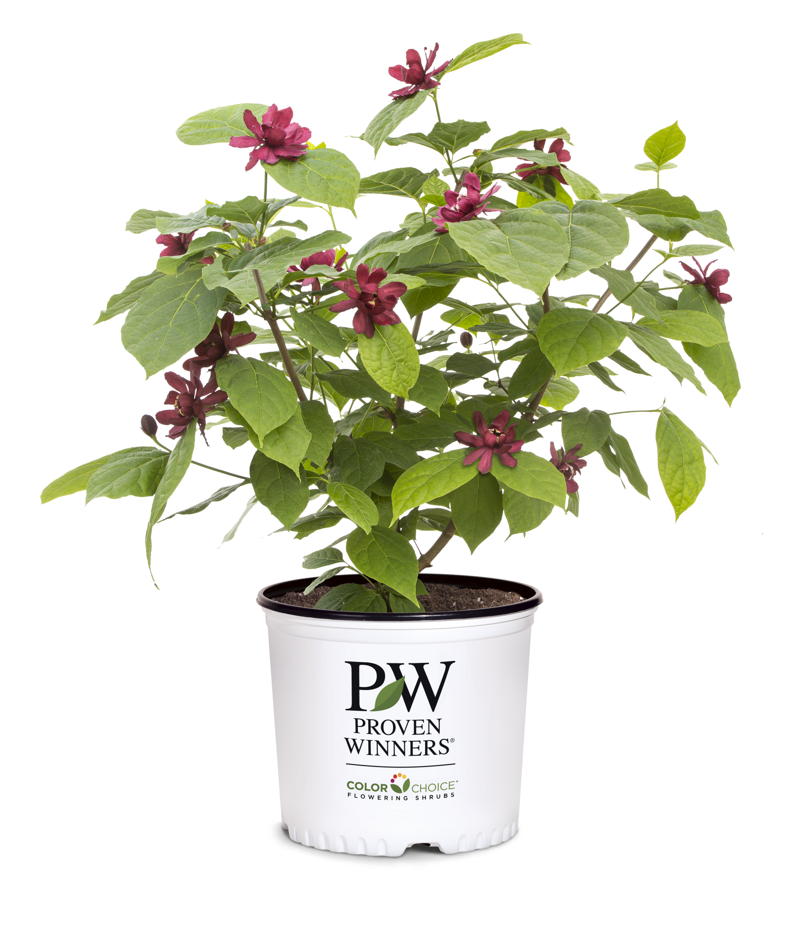 calycanthus aphrodite 3 gal