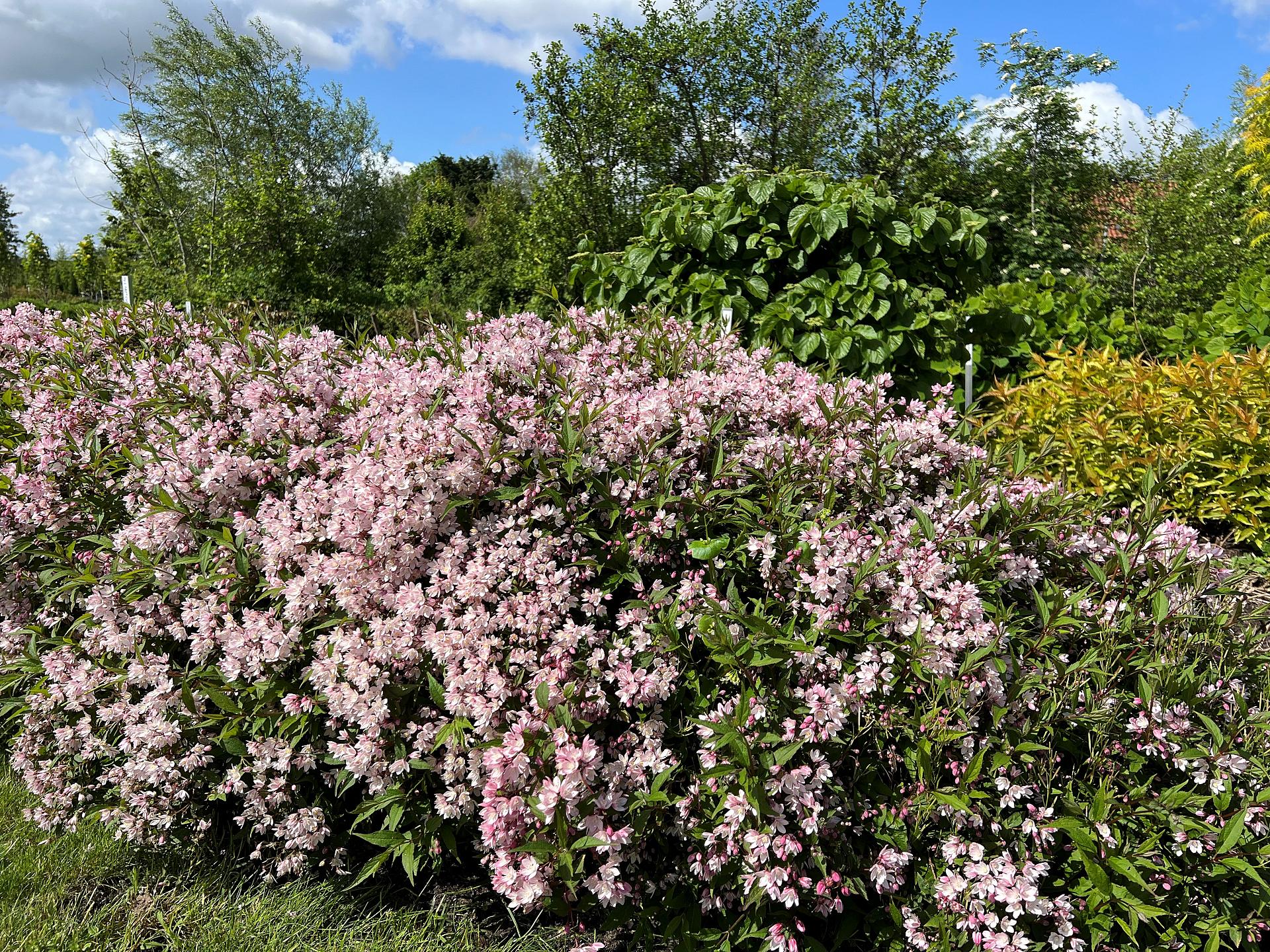 deutzia yuki cherry blossom ncdx2 16 proven winners
