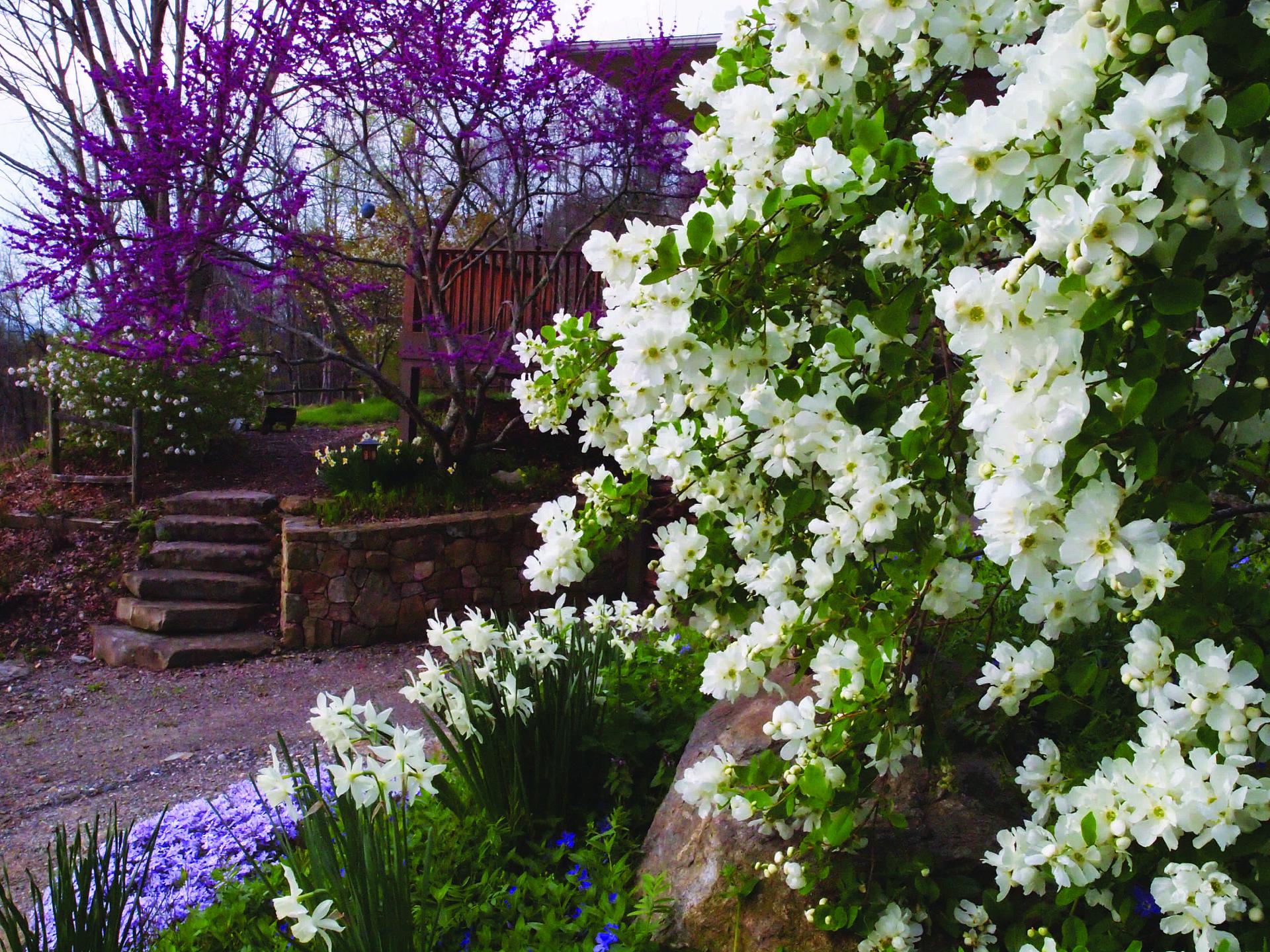 exochorda snow day blizzard blizzard 3 proven winners