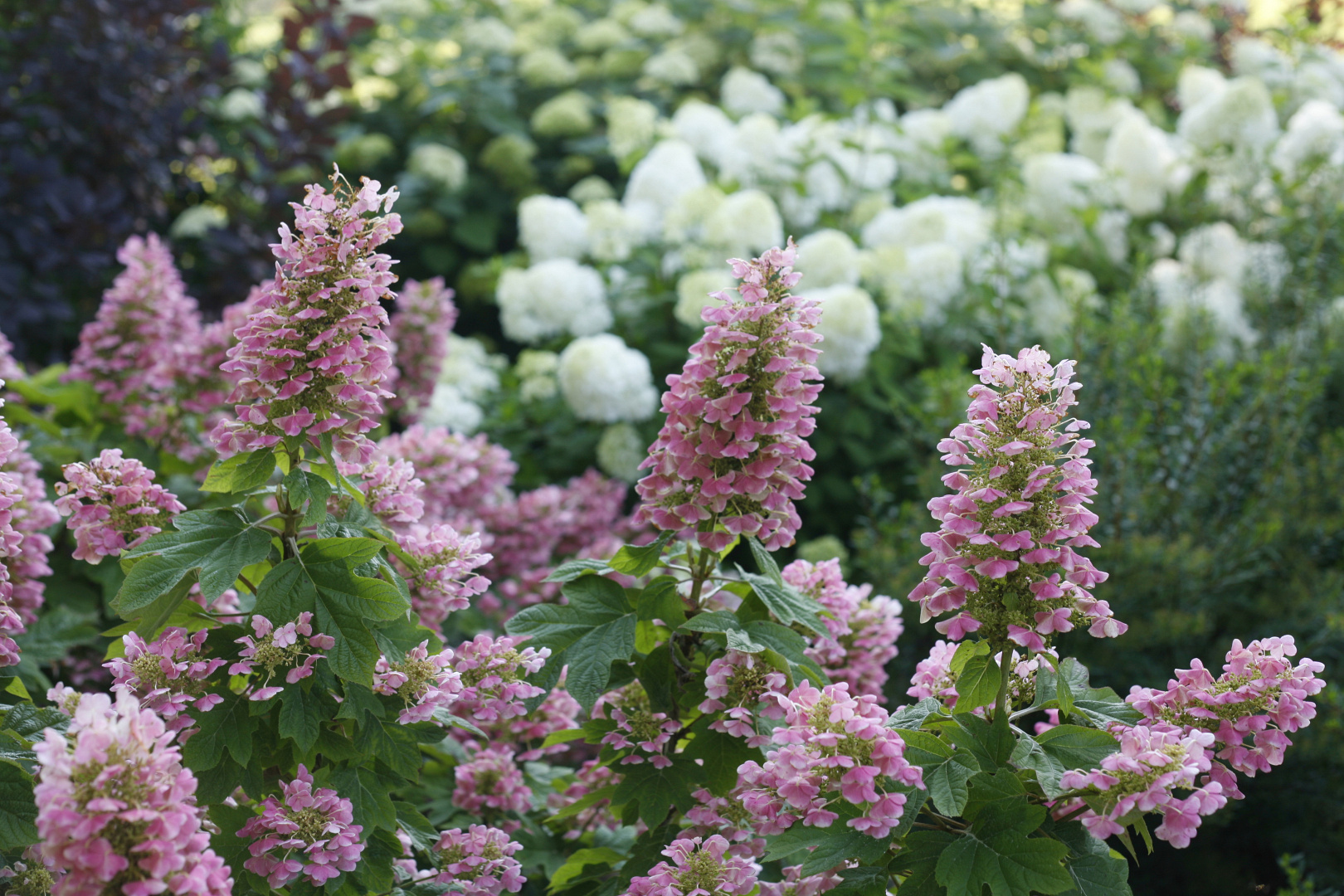 4186 hydrangea quercifolia gatsby pink img 6061