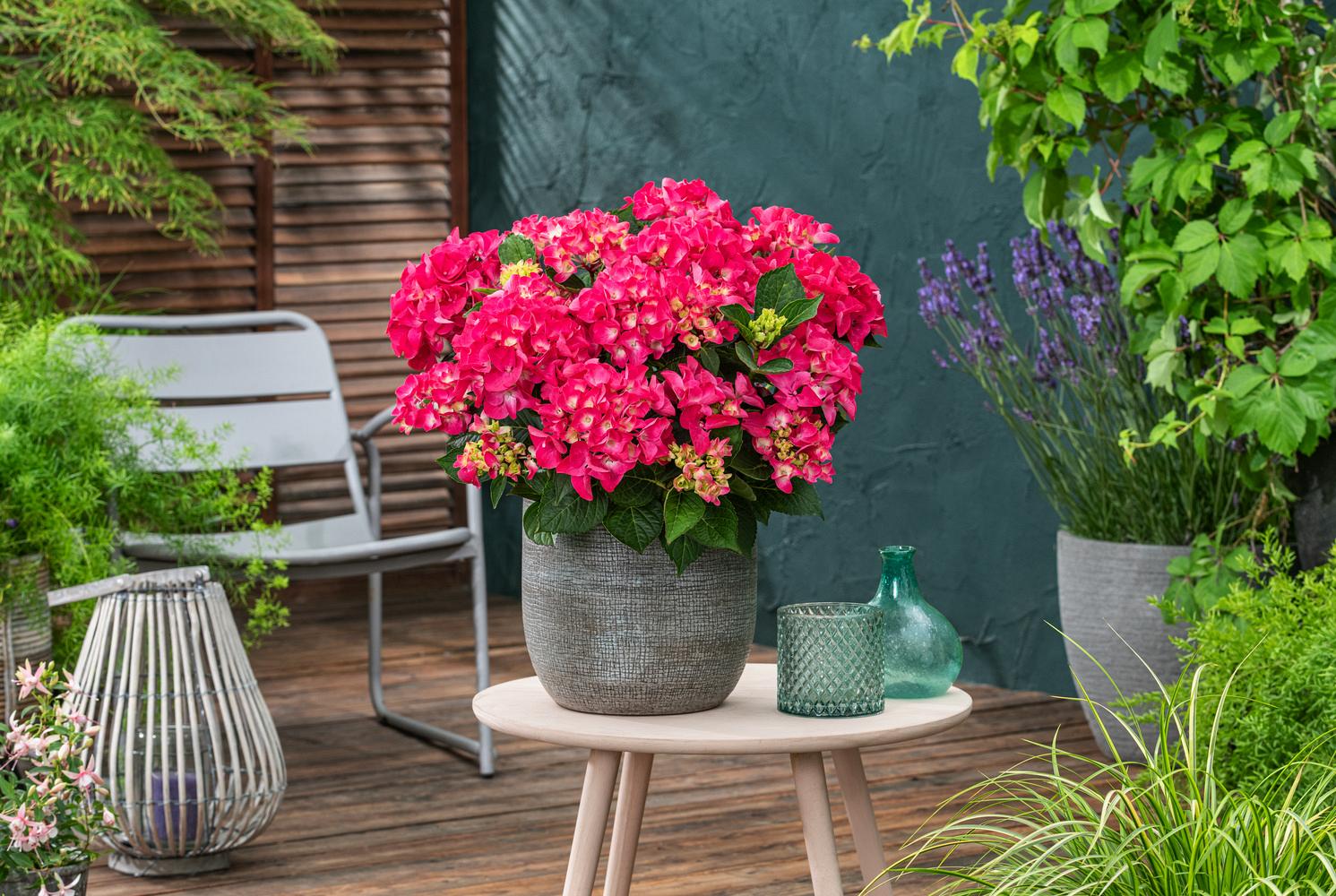 hydrangea m. flair flavours raspberry lemonade smnhml 16 pw