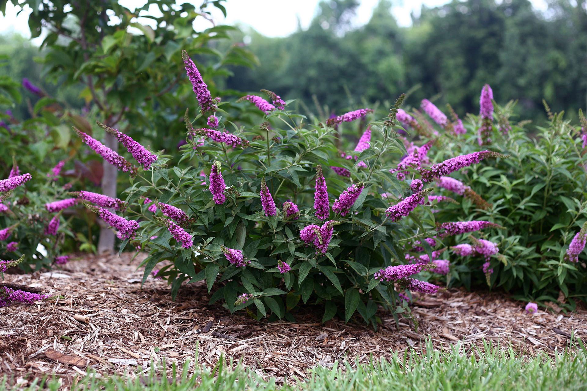 buddleja chip pink micro chip nc20102 1 cut out proven winners