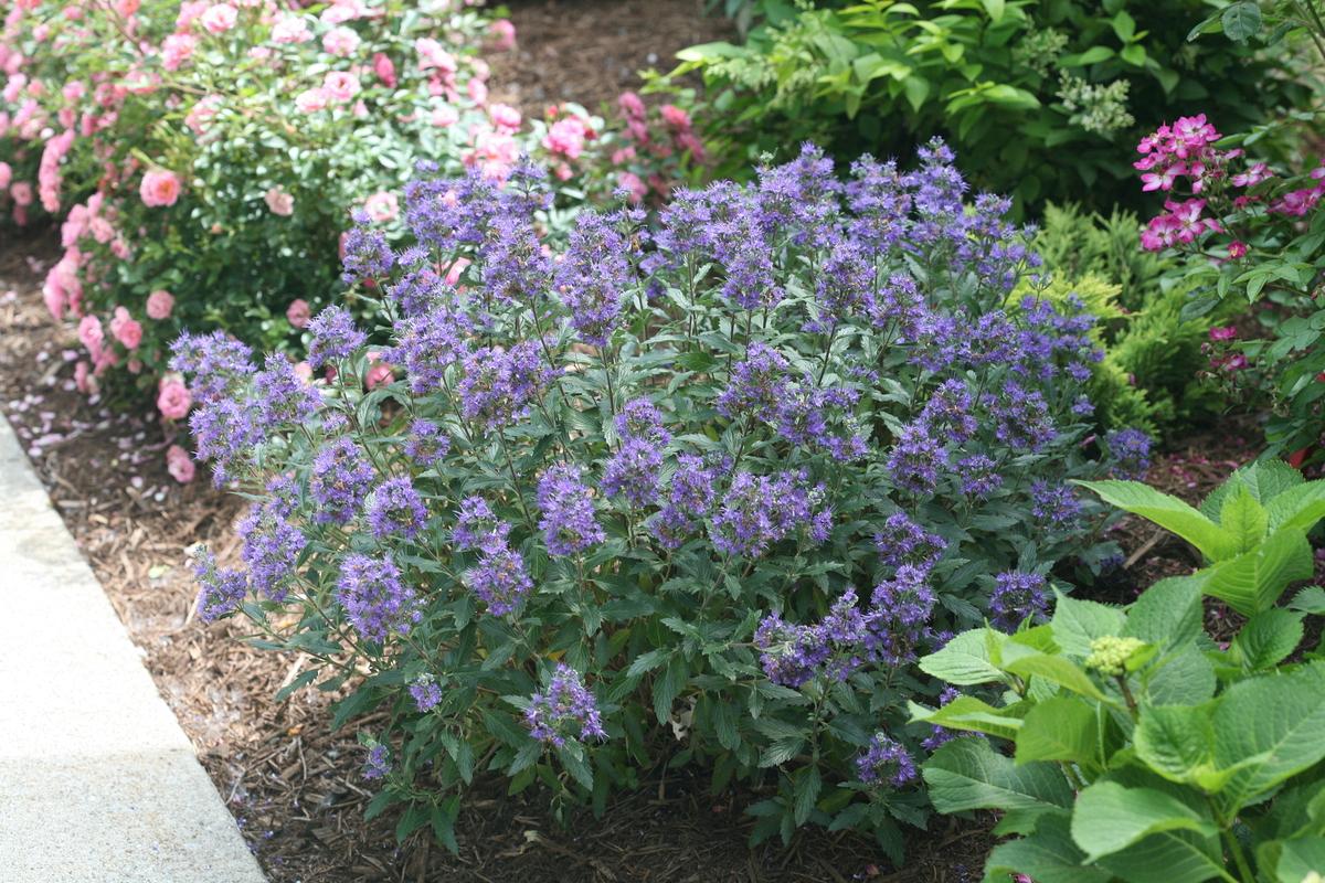 caryopteris x clan. beyond midnight ct 9 12 16 proven winners