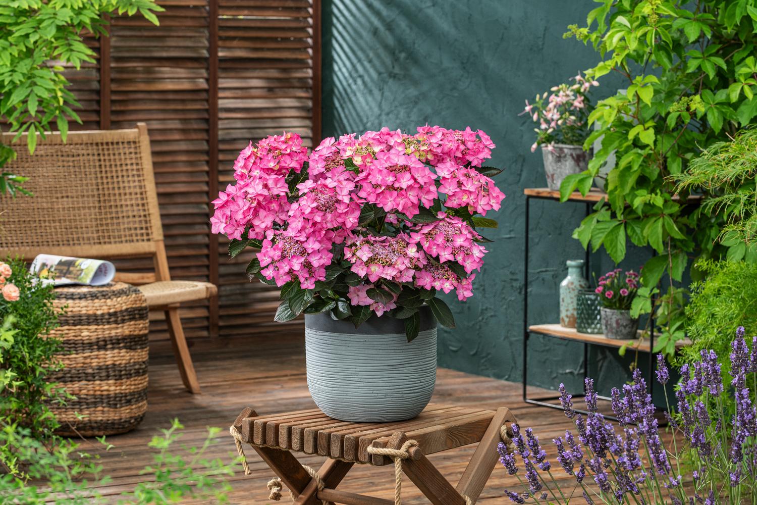 hydrangea serr. ff frozen smoothie smnhsi 29 pw