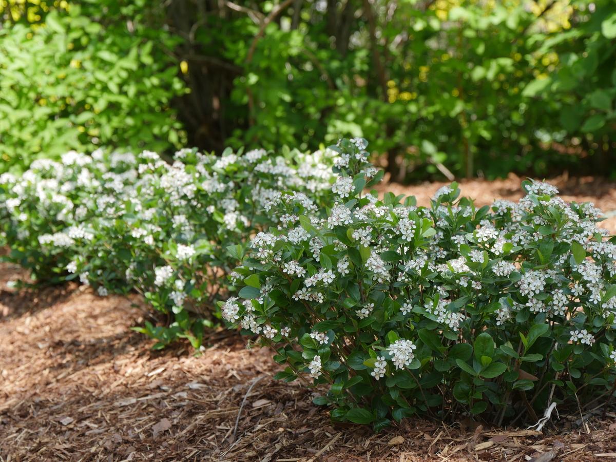 aronia mel. revontuli mound uconnam165 11 proven winners