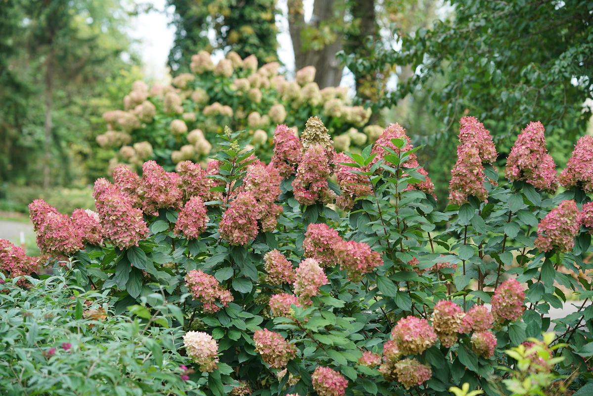 hydrangea pan. lime light prime smnhpph 11 pw foreground lime light prime back limelight