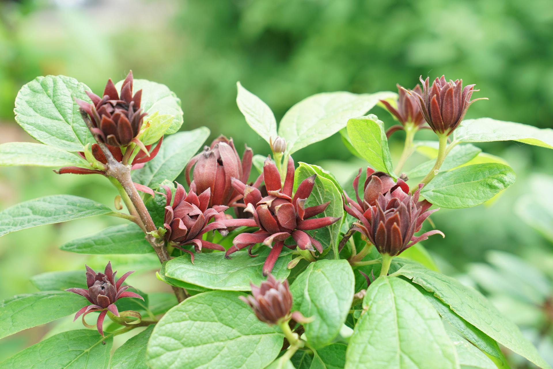 4125 calycanthus flor. simply scentsational 1