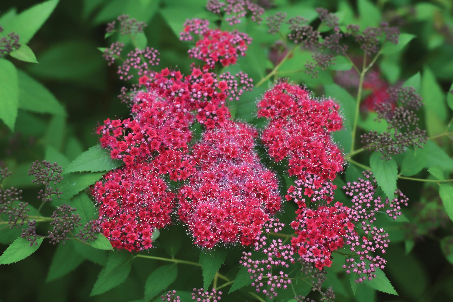 4128 spiraea jap. double play red 1