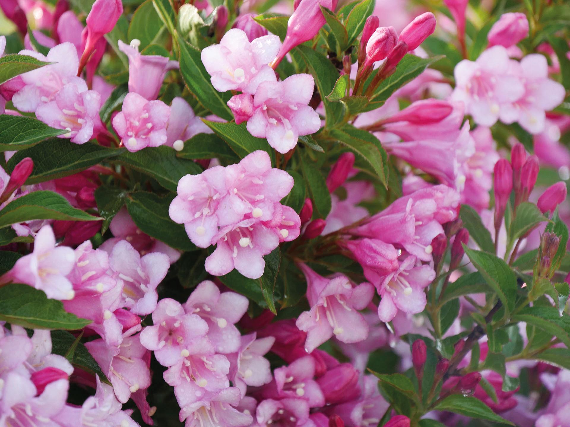 4129 weigela flor. colourtwist twopink 2