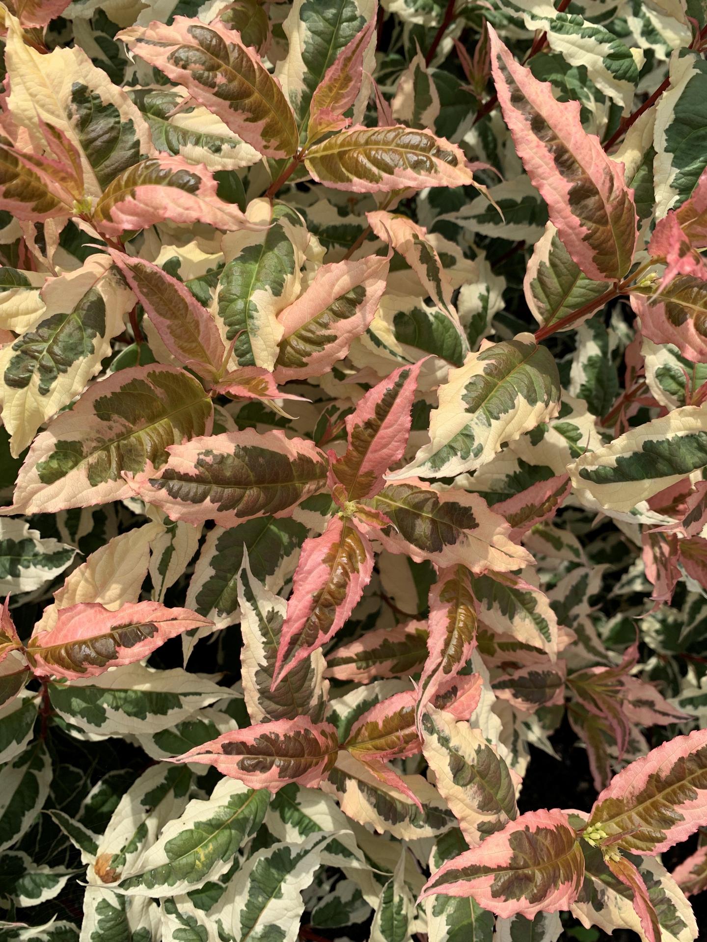 4130 diervilla x. kodiak mixx 1