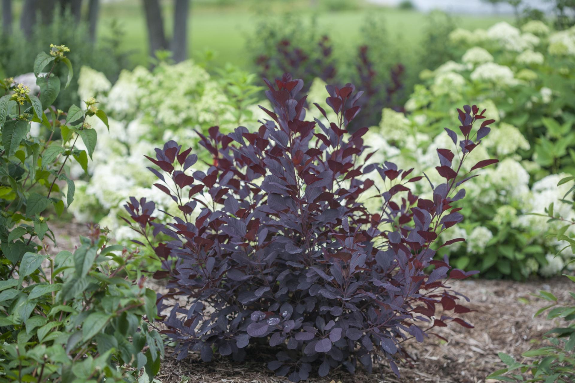4131 cotinus cogg. winecraft black 4