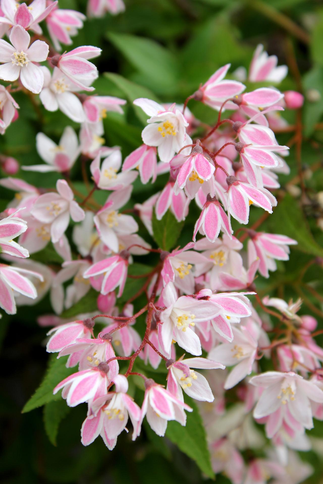 4132 deutzia yuki cherry blossom 2