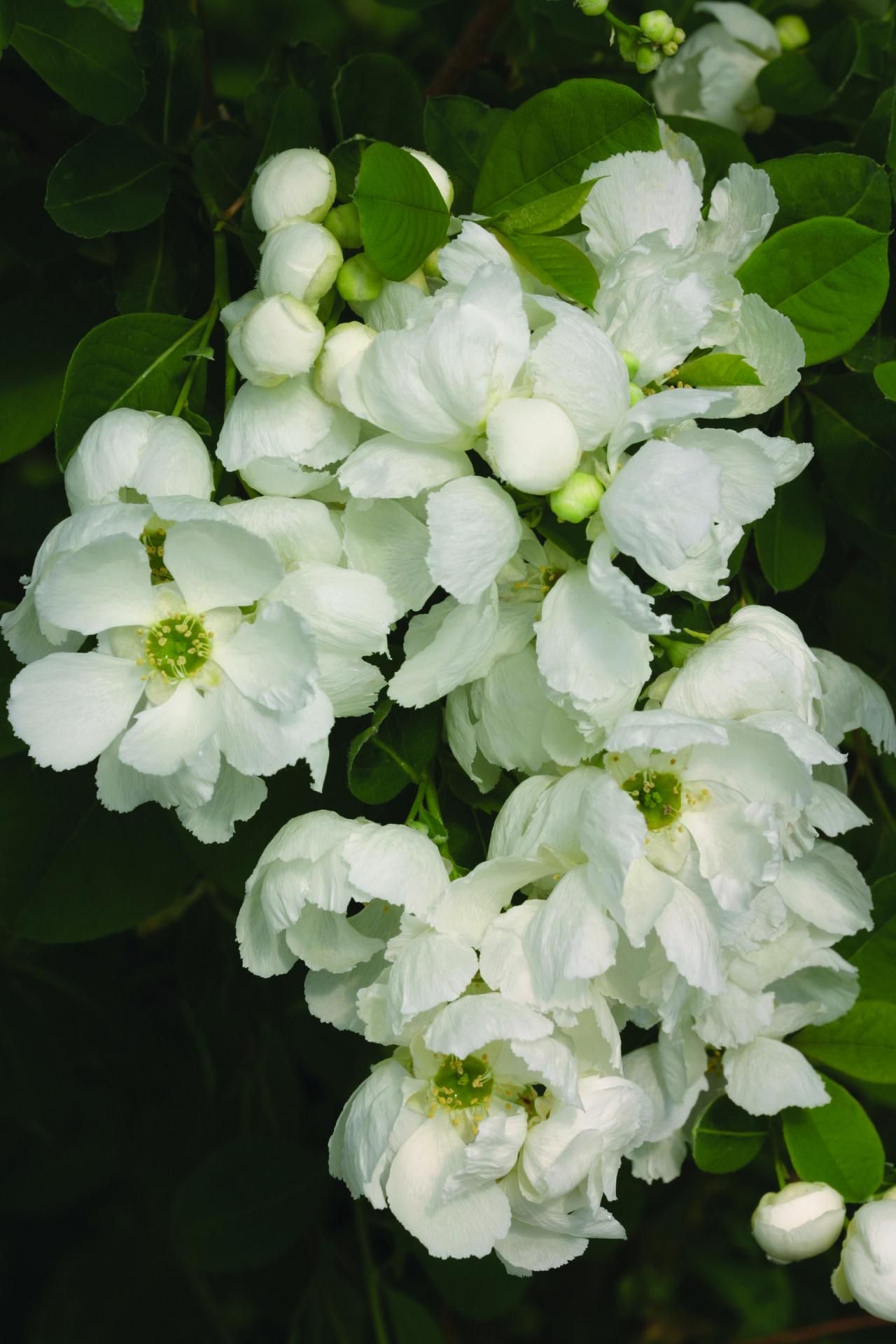 4133 exochorda snow day blizzard 4