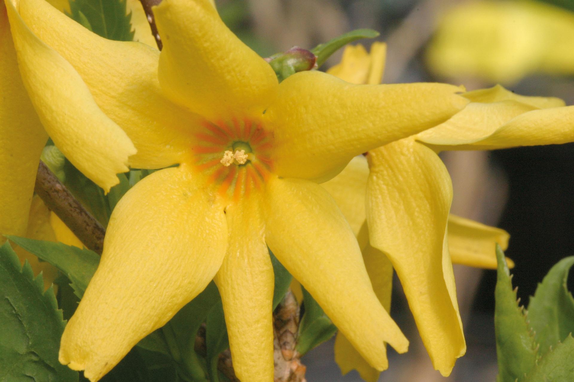 4134 forsythia kor. flying machine 2 ew deze op positie 3