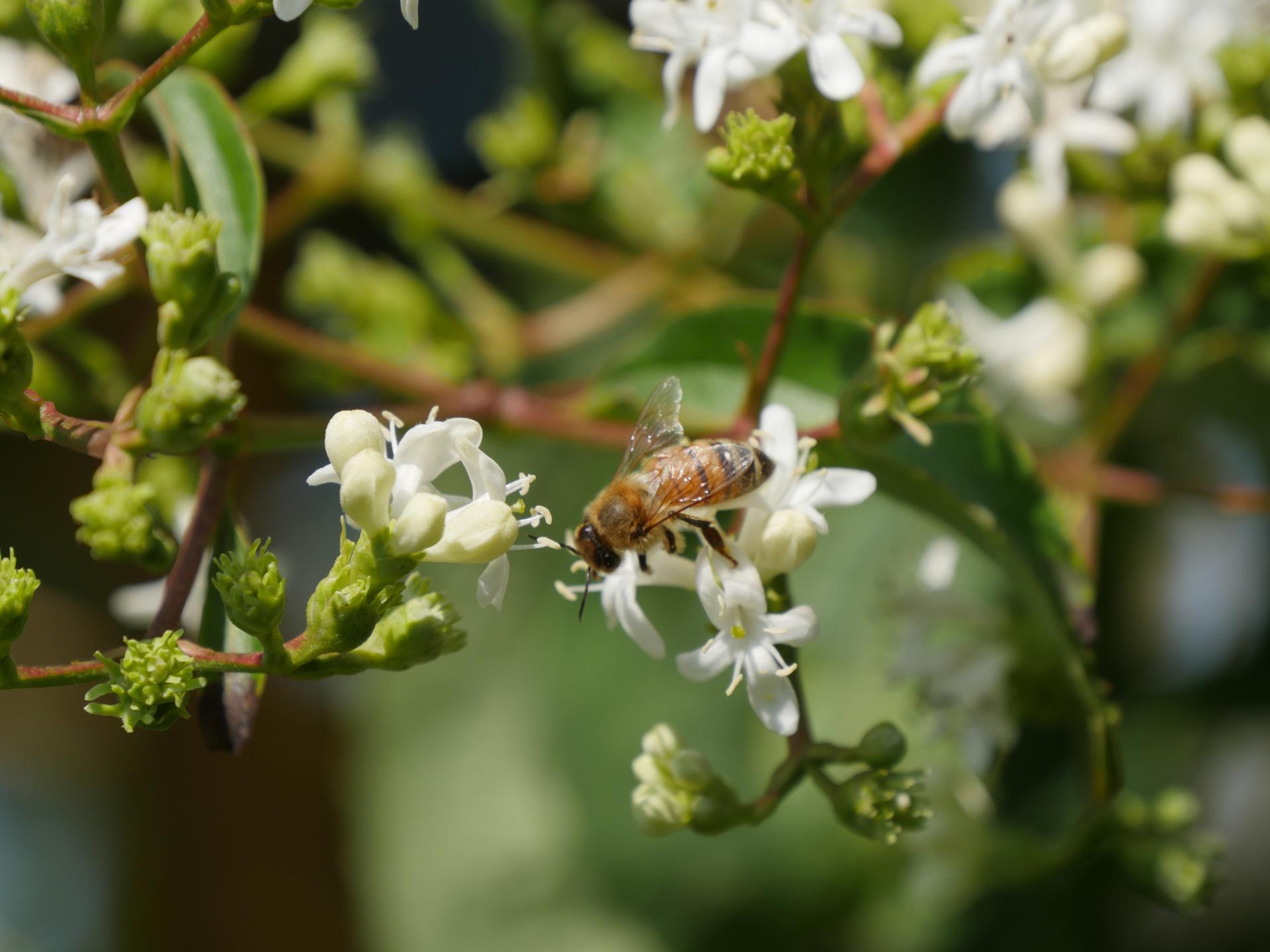4135 heptacodium mic. temple of bloom 2