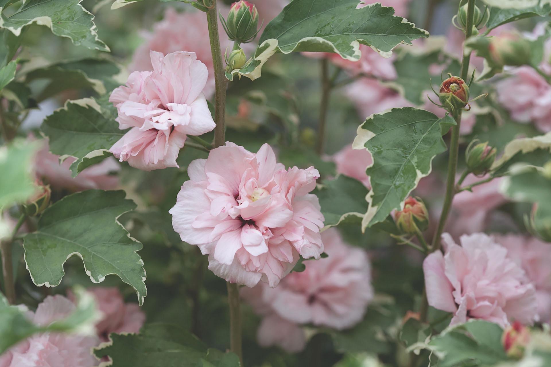 4136 hibiscus syr. sugar tip 1