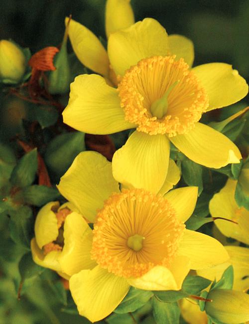 4137 hypericum kalm. sunny boulevard 3