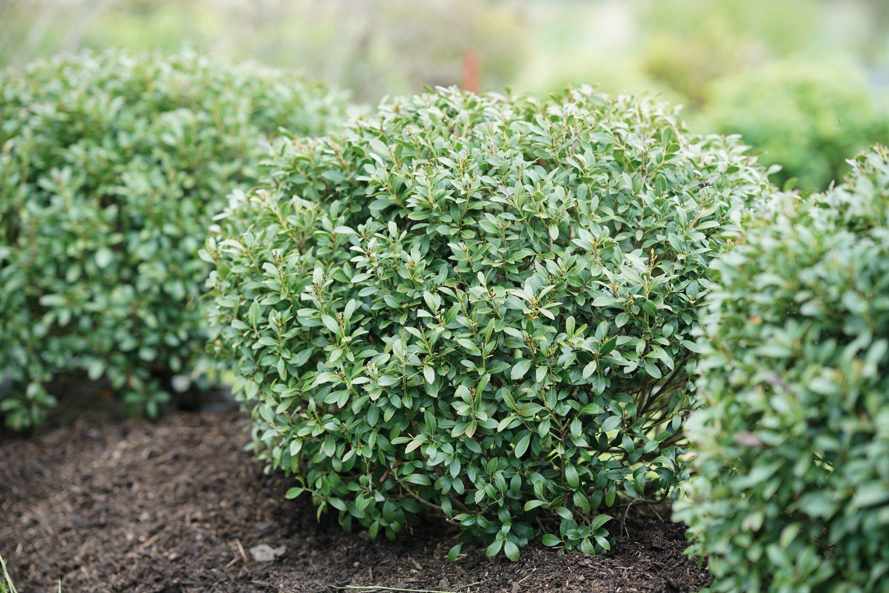 4138 ilex glabra strongbux 2