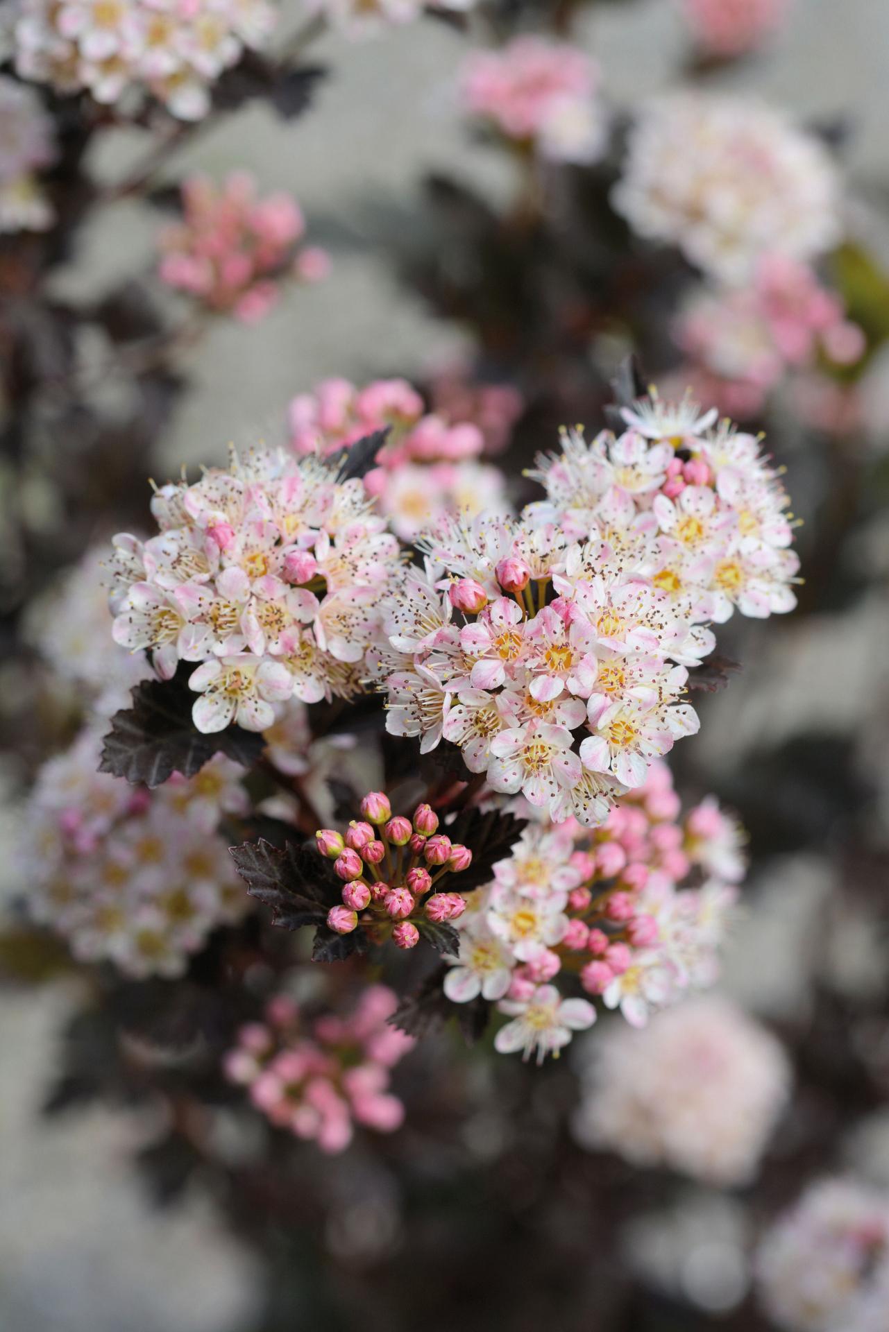 4143 physocarpus opu. tiny wine 4