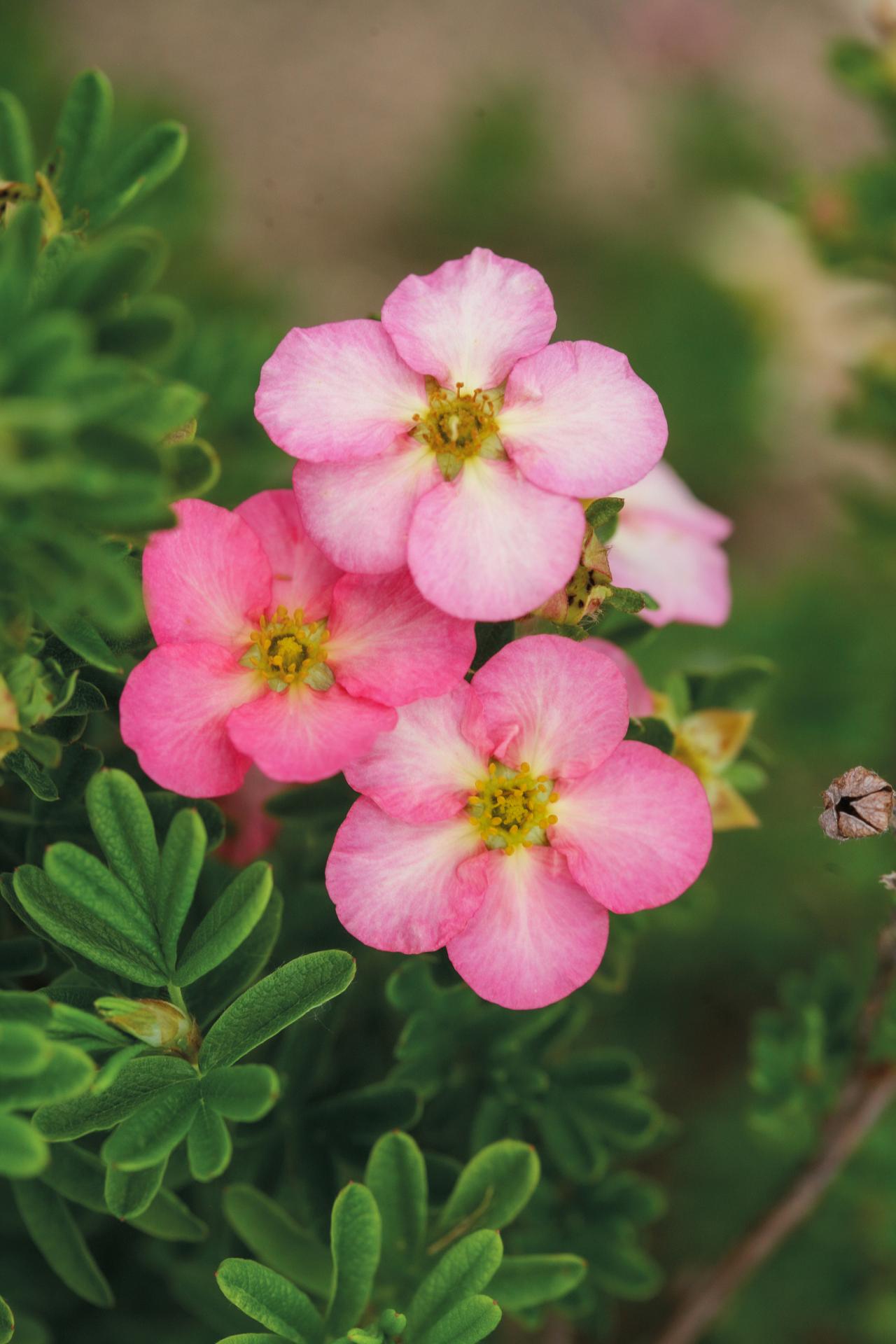 4144 potentilla frut. happy hearts pink star 2