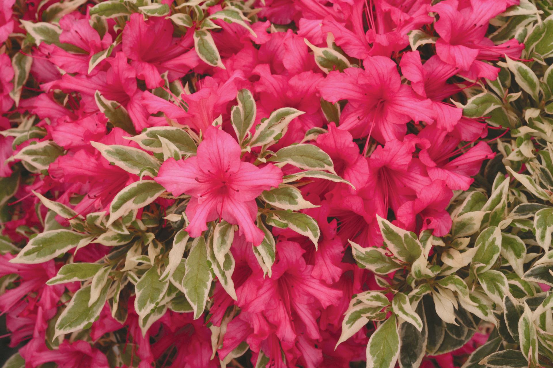 4148 rhododendron bollywood 1