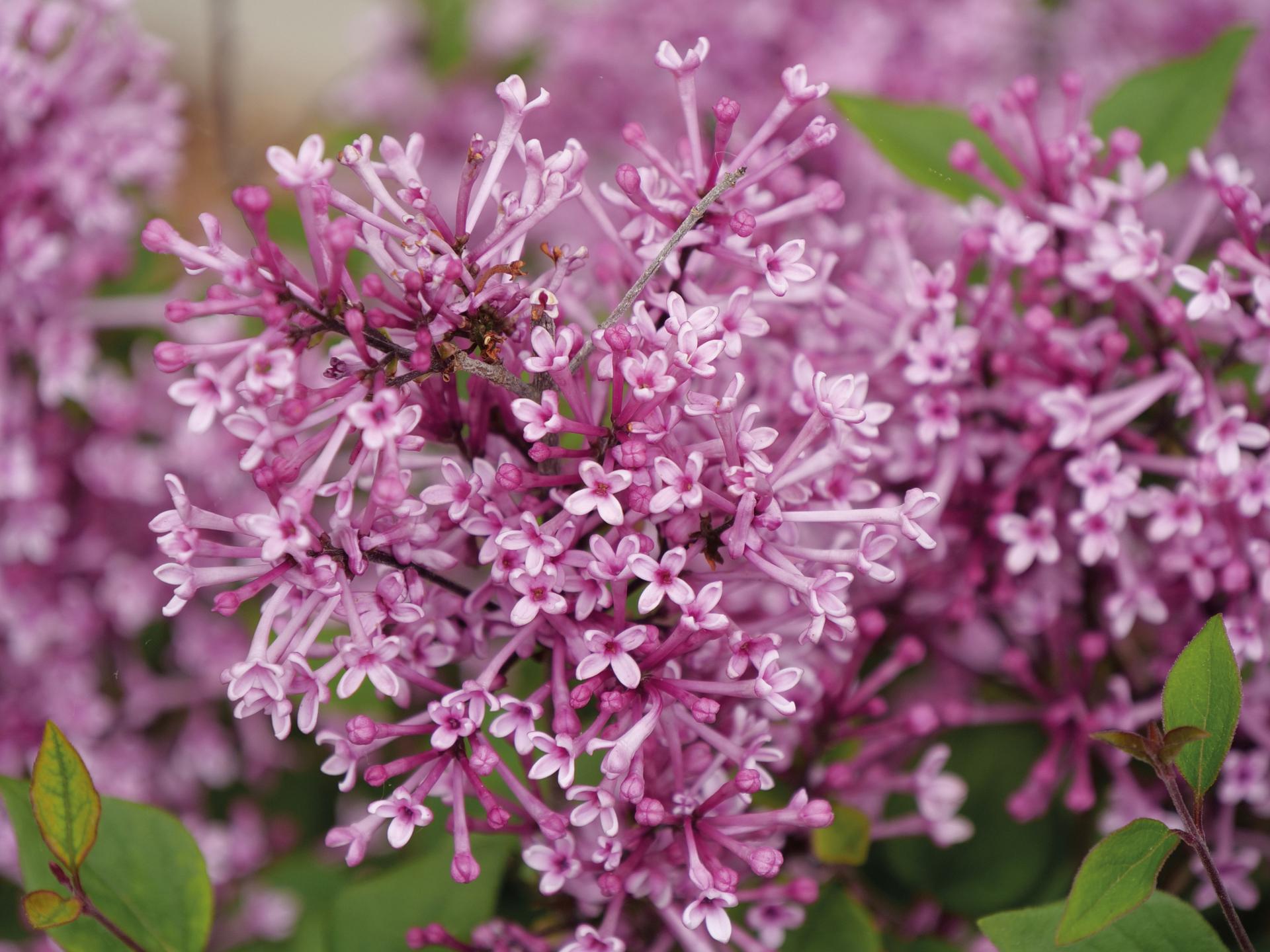 4149 syringa bloomerang tiny purple 3